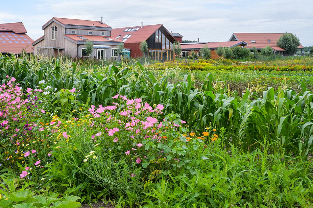 De Stadsboerderij heeft in Oosterwold haar tweede erf ontwikkeld: Vliervelden. Rond het erf zijn woningen gebouwd.  De bewoners zijn onderdeel van de woon-werkgemeenschap.
