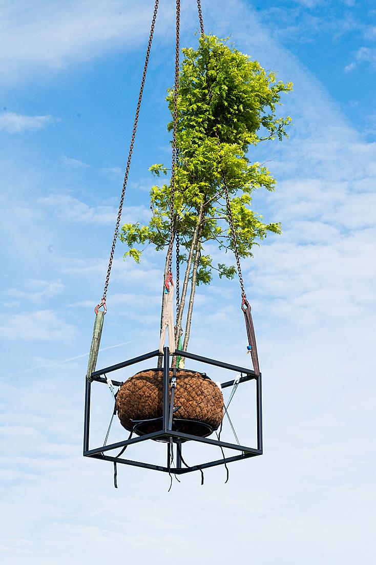 Inhijsen bomen op daktuin Tilanusstraat, mei 2022